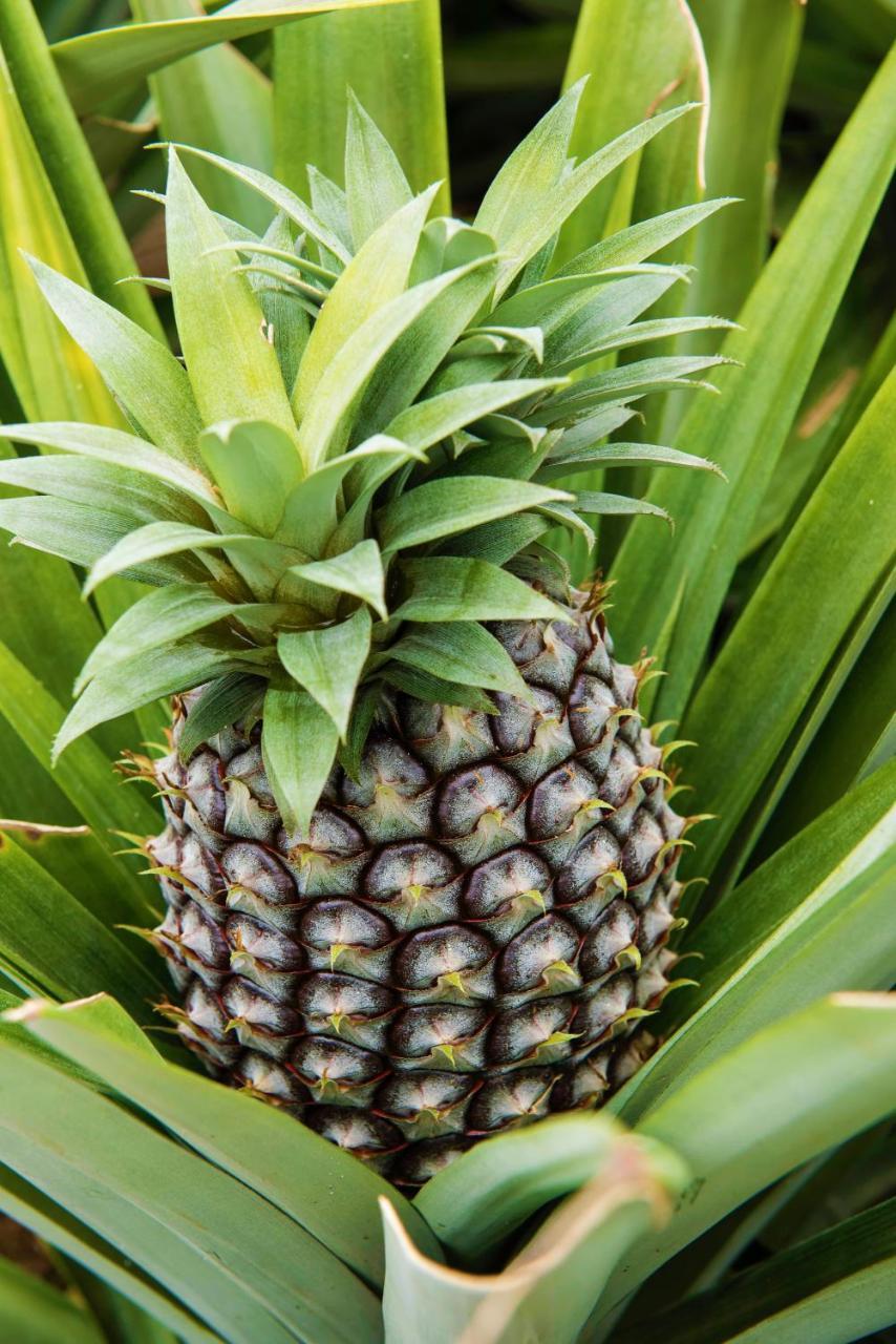 Herdade Do Ananas Ponta Delgada Exterior foto